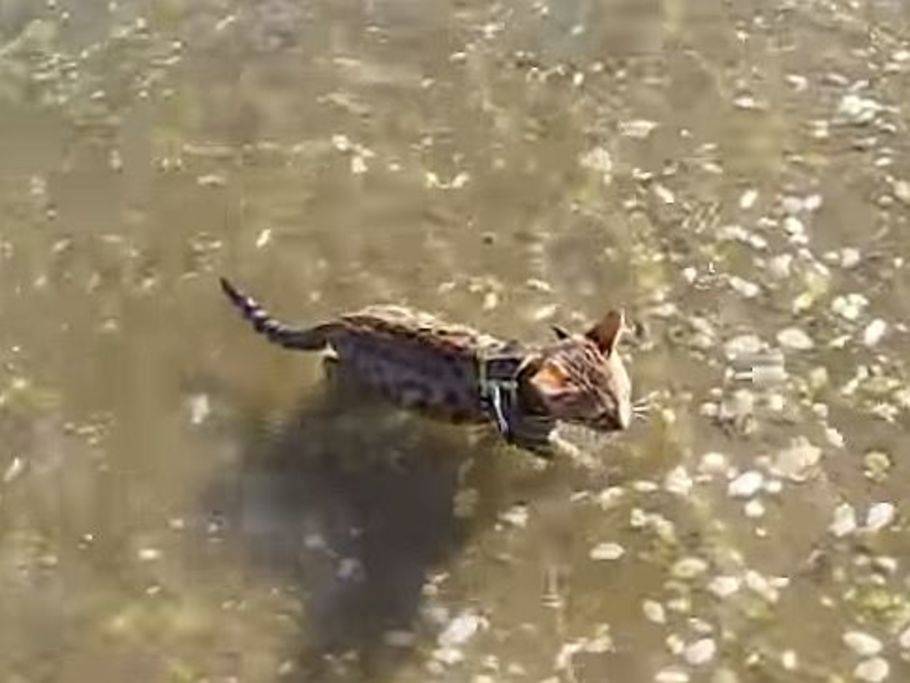 Schwimmstunde Mit Einer Bengal Katze