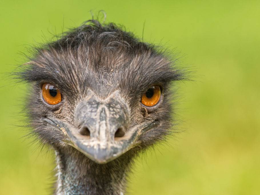 Der Grosse Emu Imposanter Laufvogel Australiens