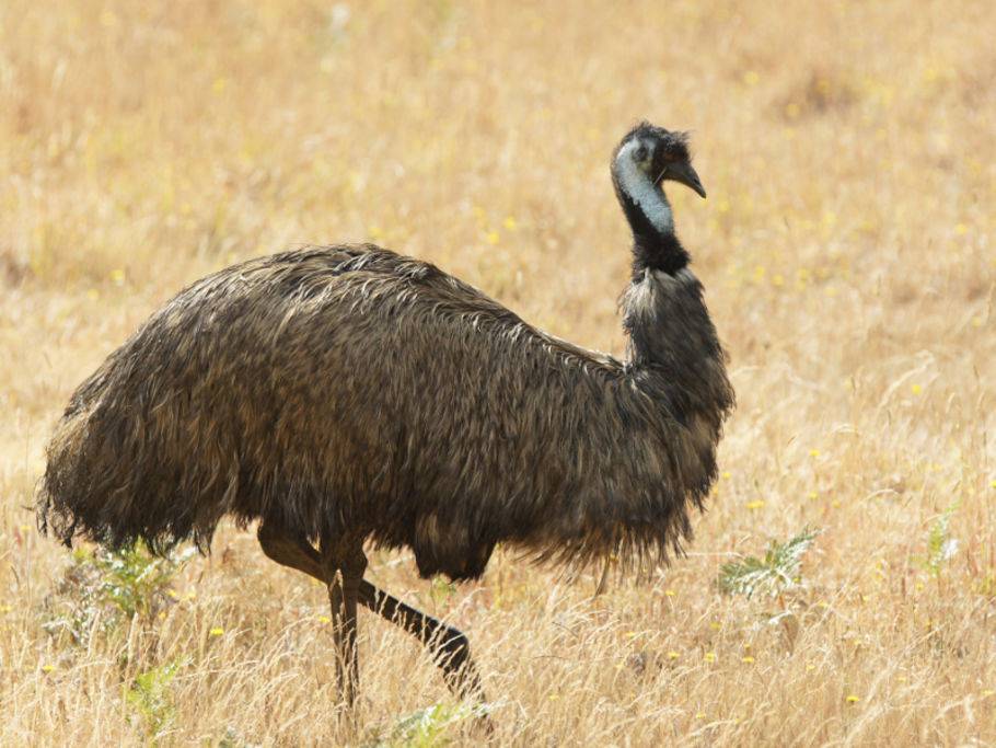 Der Grosse Emu Imposanter Laufvogel Australiens