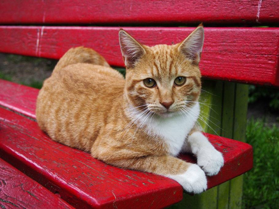 Typische Verhaltensweisen Maine Coon Abc De