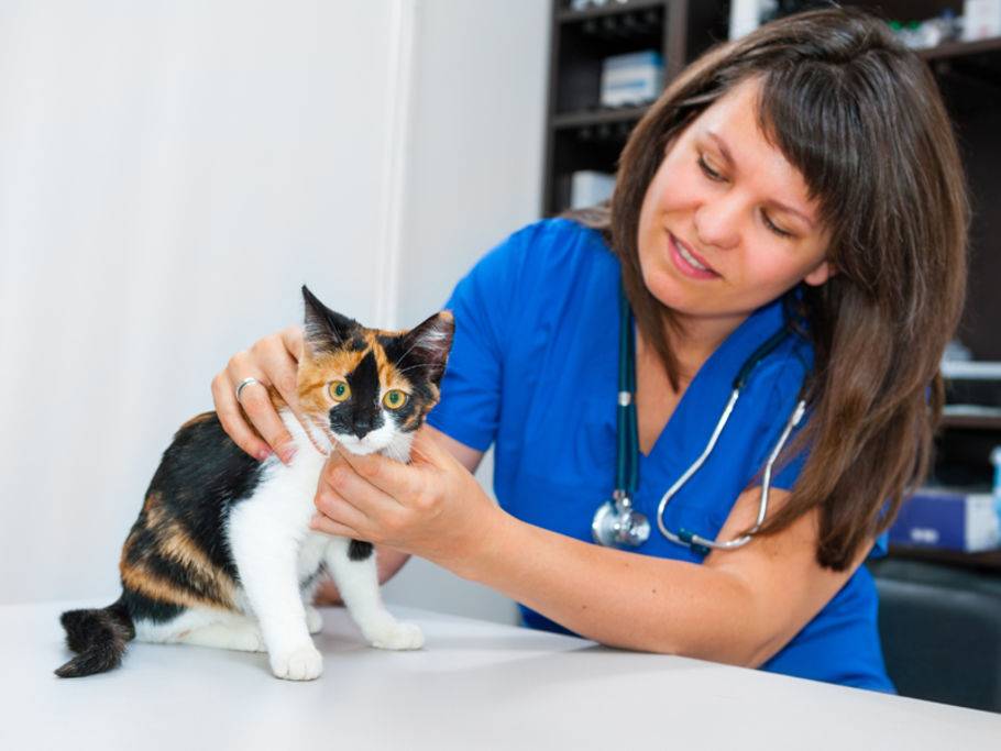 Ursachen Fur Darmverschluss Bei Katzen Vorbeugen