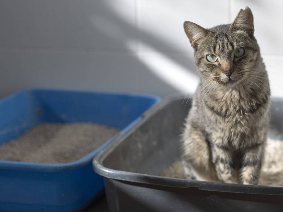 Katze Schläft Im Katzenklo Woran Kann Es Liegen