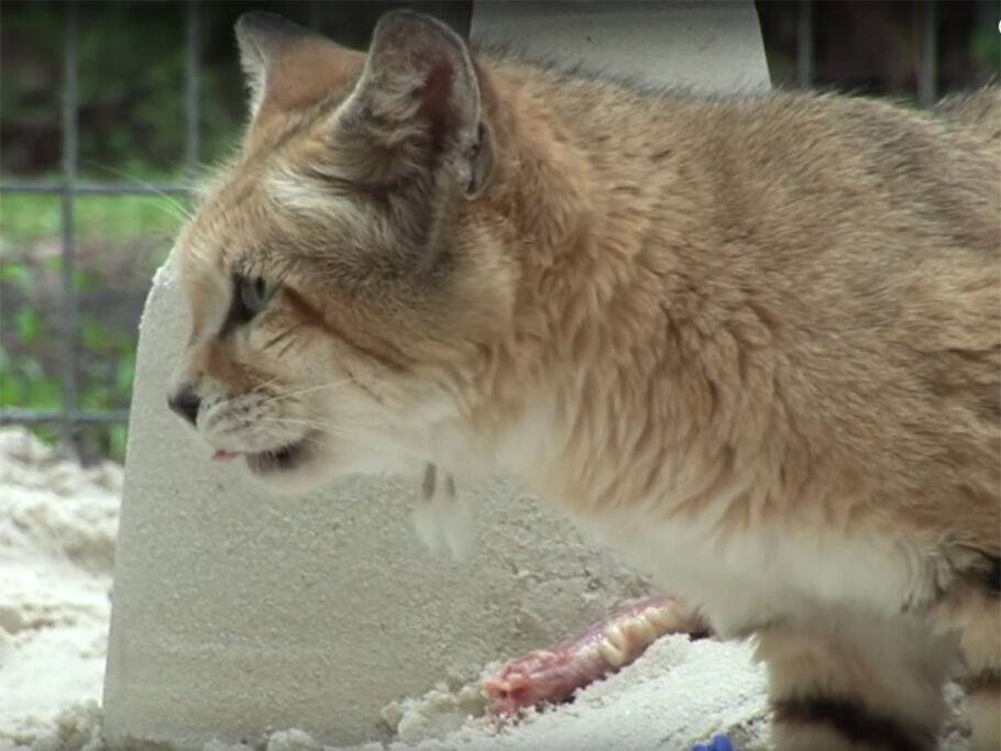 sandkatzen feiern geburtstag mit fleischtorte und sandburg