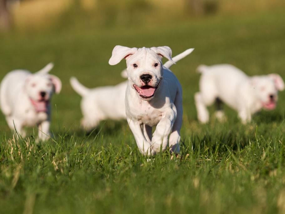 Dogo Argentino: Tipps zur Haltung und Erziehung, Ernährung und Pflege