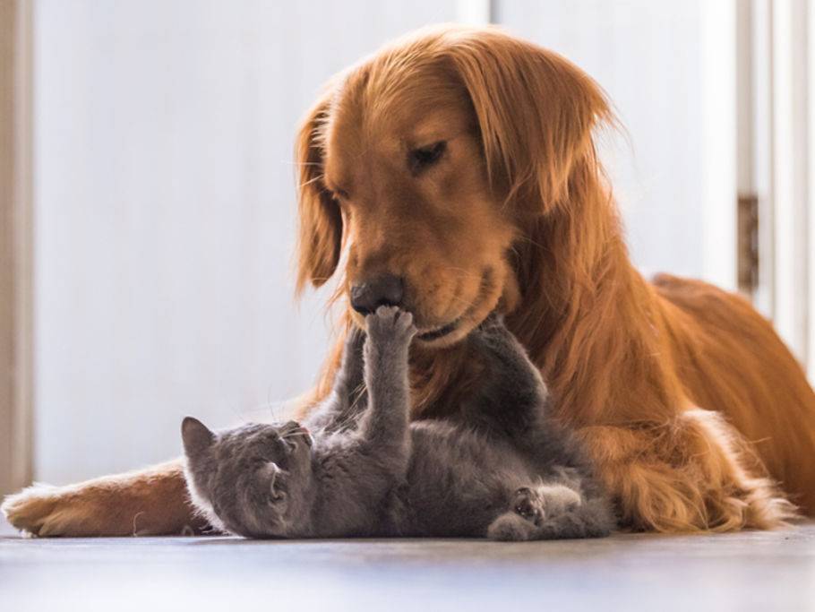 Unterschied Von Hund Und Katze Herkunft Und Verhalten