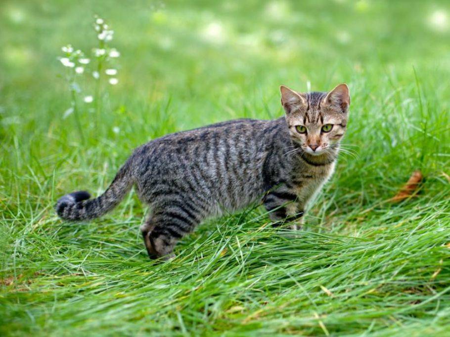 Katze Hat Durchfall Was Tun Um Ihn Zu Stoppen