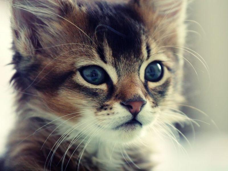 Katze Aussuchen Eine Charakter Entscheidung