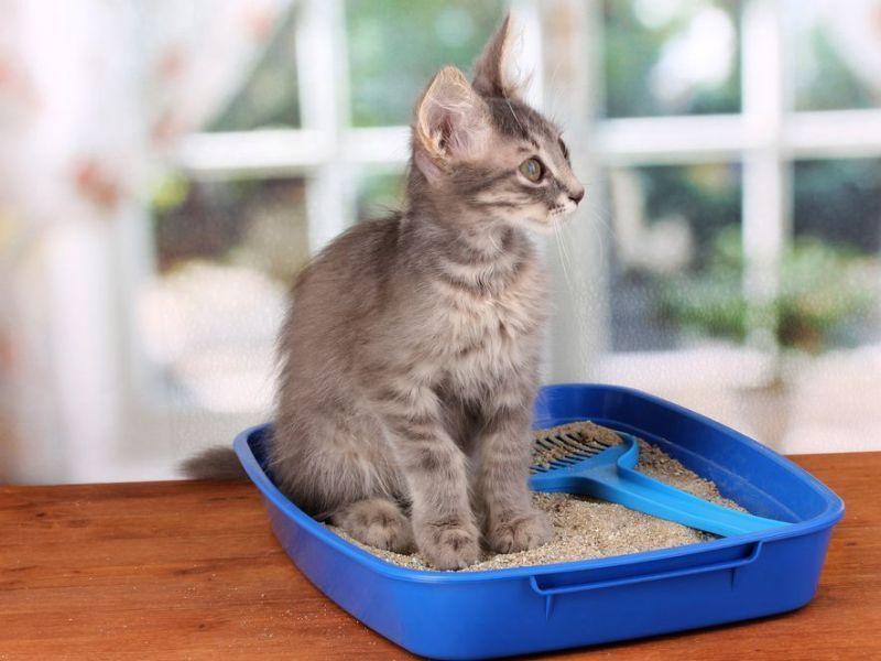 Junge Kätzchen Stubenrein Bekommen Tipps Und Tricks