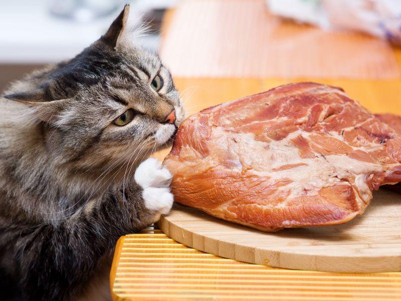 Barf für die Katze: Nachteile der Rohfleischernährung