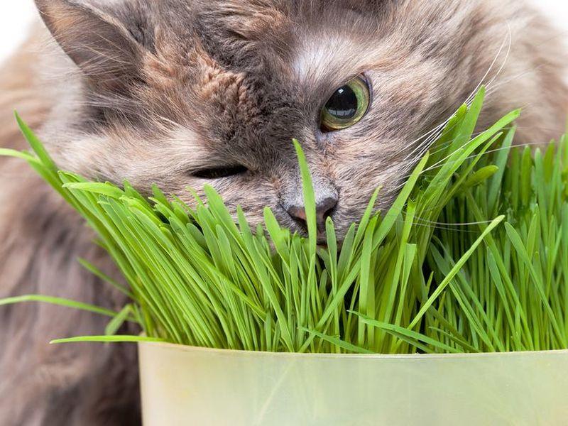Katzengras Unterstutzt Die Verdauung