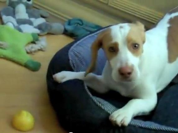 Vitamin C für den Hund Sauer macht Maymo lustig