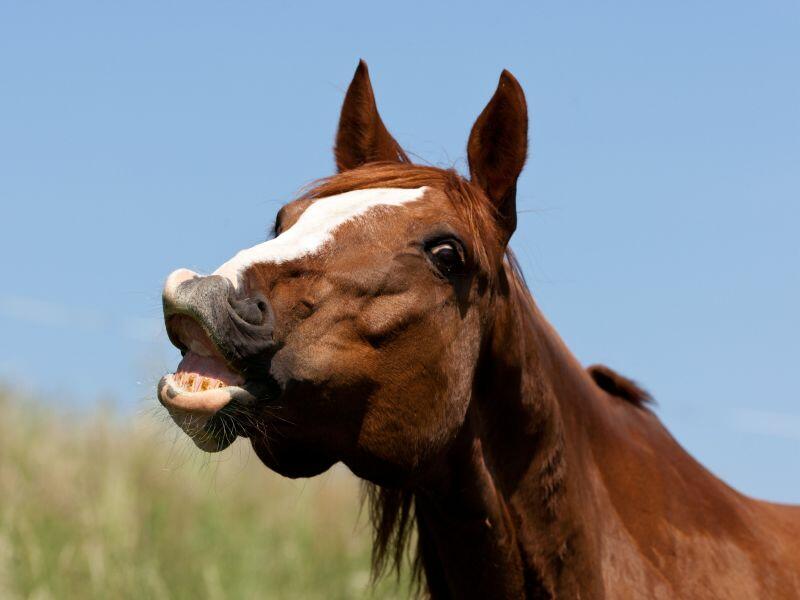Einem Geschenkten Gaul Schaut Man Nicht Ins Maul Türkisch Warum guckt man einem geschenkten Gaul nicht ins Maul?