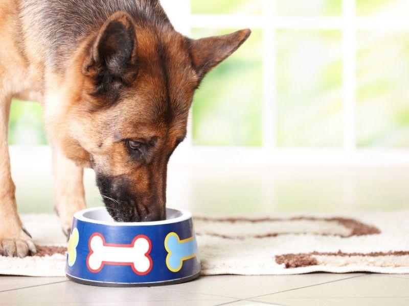 Ernährung Das richtige Futter für einen SeniorHund