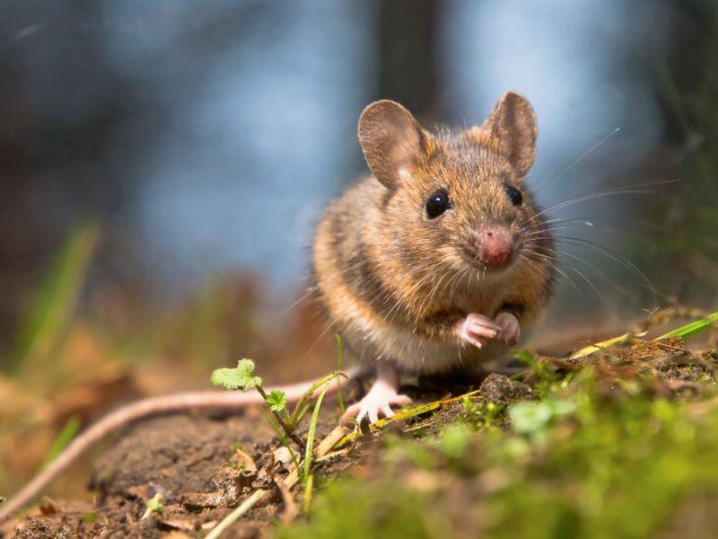 Da Beißt Die Maus Keinen Faden Ab Bedeutung Wieso beißt die Maus keinen Faden ab?