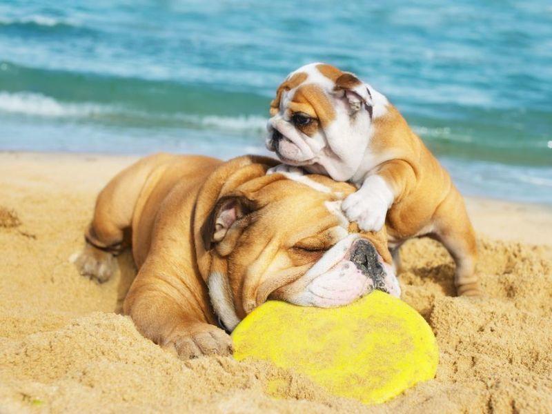 Strandurlaub mit Hund? Ein Riesenspaß!