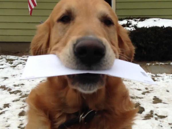 Hund als Briefkasten auf vier Beinen