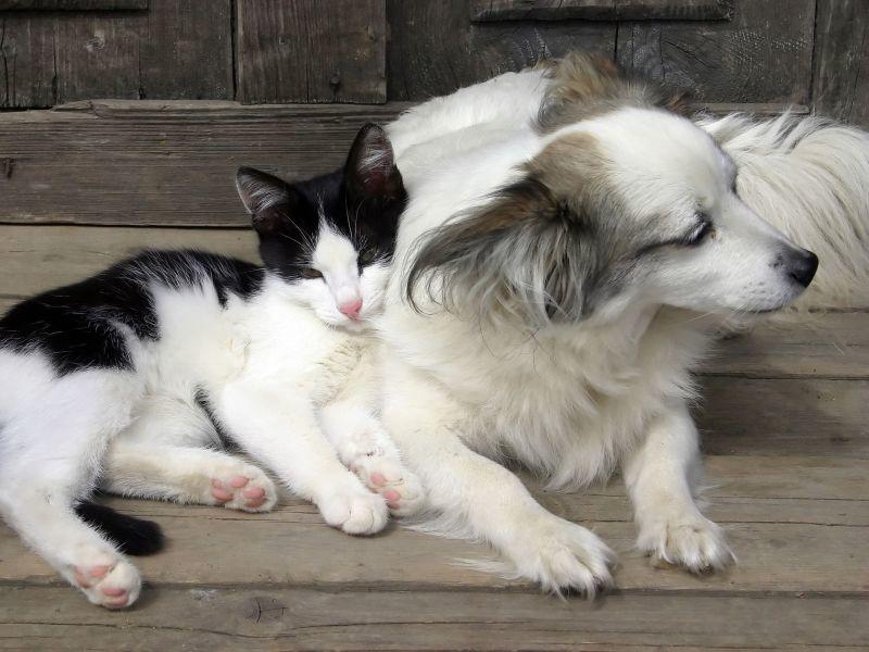 Hund und Katz sind Freunde fürs Leben