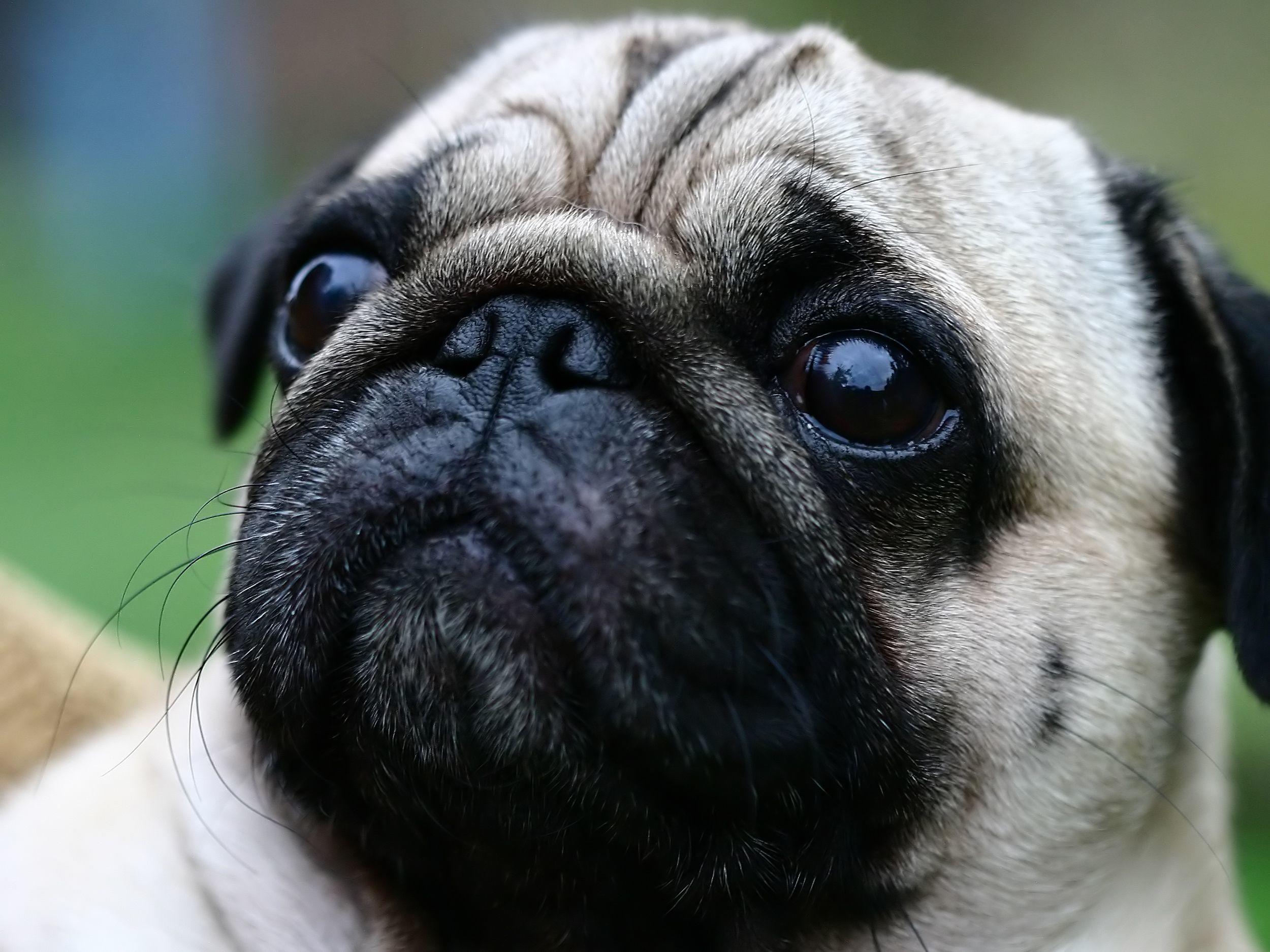 Was dieser Mops wohl am liebsten tut?