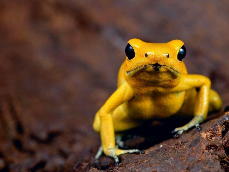 Vorsicht Das Sind Die Gefahrlichsten Tiere Der Welt