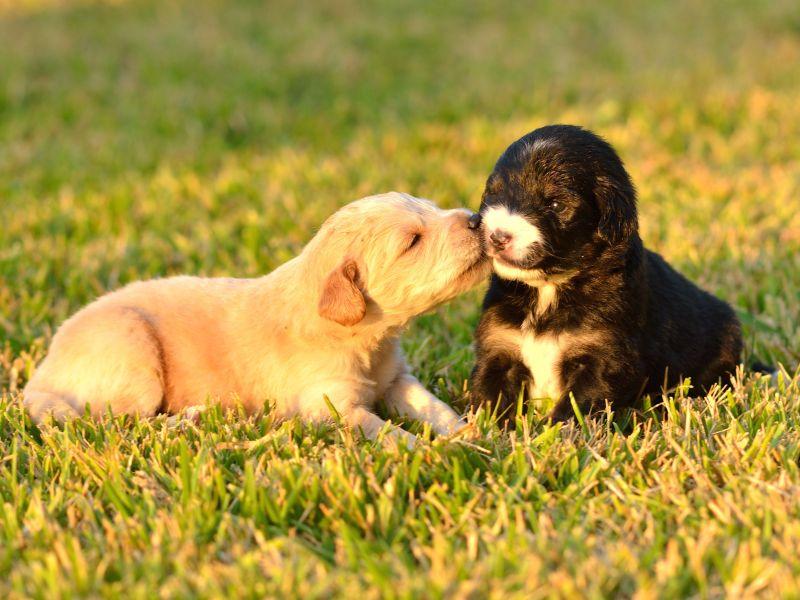 Hundebabys beim Spielen Bezaubernde Vierbeiner