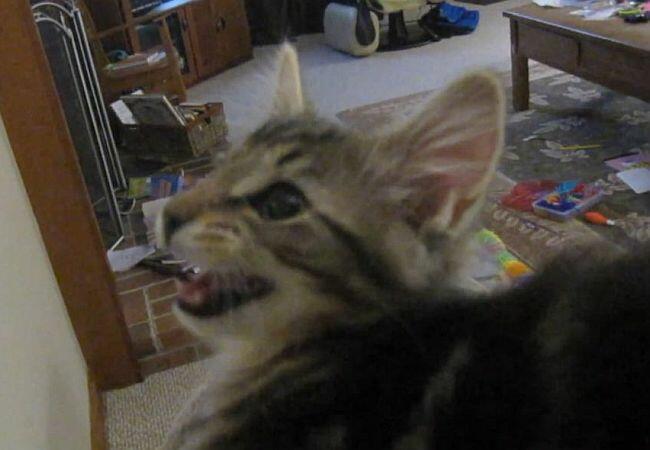 Lustige Katze macht Ziegengeräusche