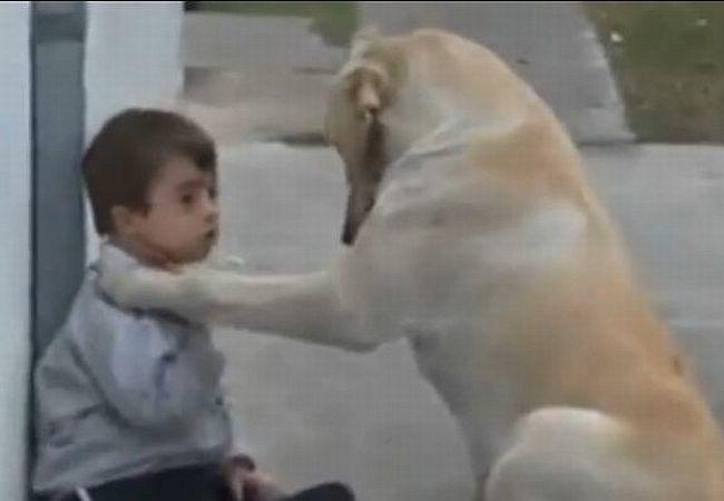 Hund kümmert sich um Kind mit DownSyndrom