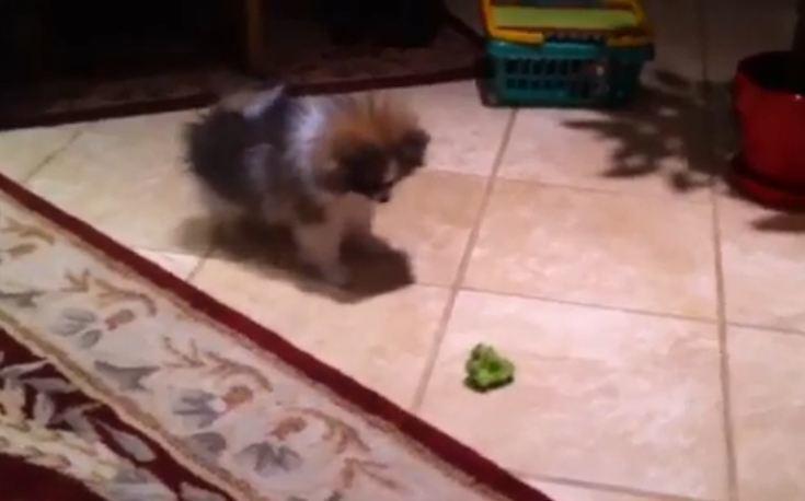 Hund gegen Brokkoli Spitz führt epischen Kampf