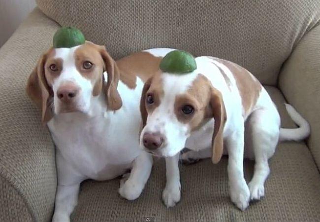 ZitronenWahnsinn Beagle Maymo mimt den Übungsleiter