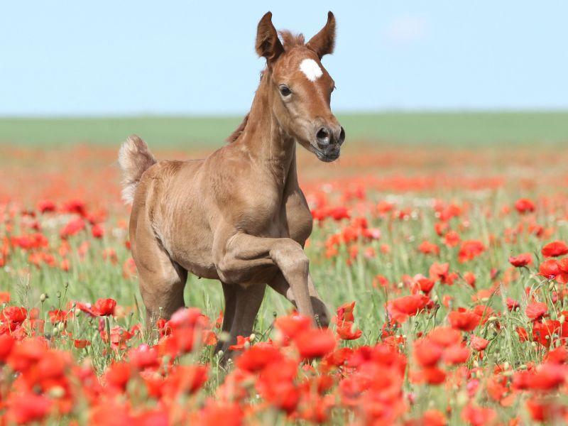 Zehn schöne Fohlen zum Verlieben