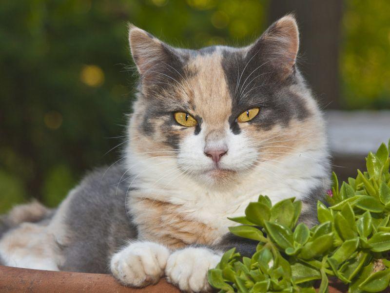 Katzenfreundliche Pflanzen Fur Balkon Und Wohnung