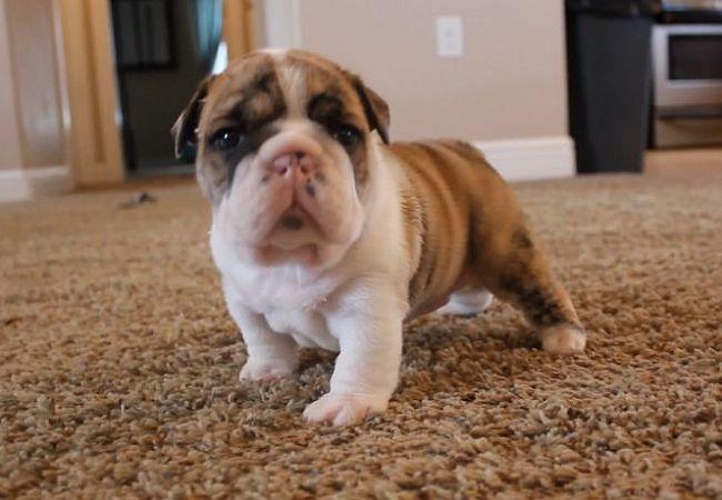 Susse Englische Bulldoggen Lernen Laufen