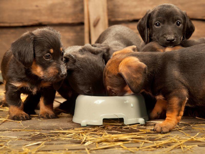 Richtiges Futter für junge Hunde Tipps