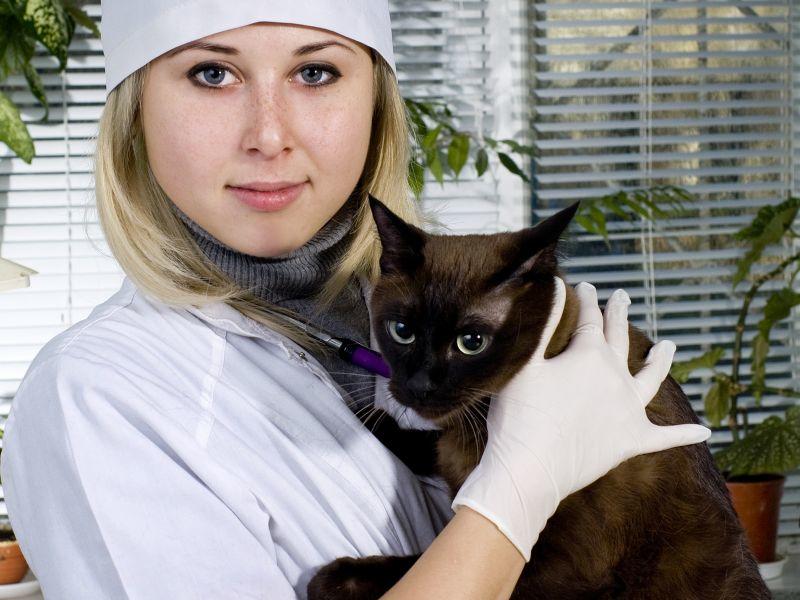 Katzen mit Haarausfall: Diagnose und Behandlung