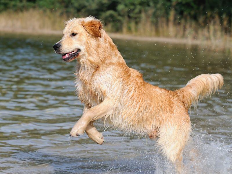 Golden Retriever: Ein idealer Hund für die ganze Familie - GolDen Retriever Springt Im Wasser