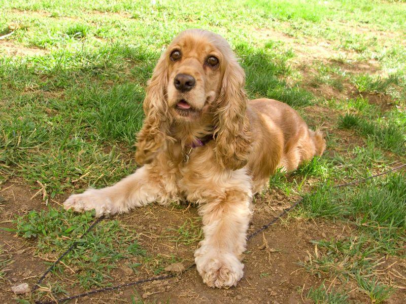 Bindehautentzündung beim Hund Ursachen, Symptome