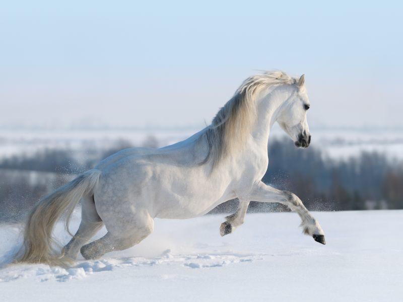 Tiere Im Winter Schone Bilder An Kalten Tagen