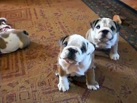 Die Englische Bulldogge Wie Sie Leibt Und Lebt