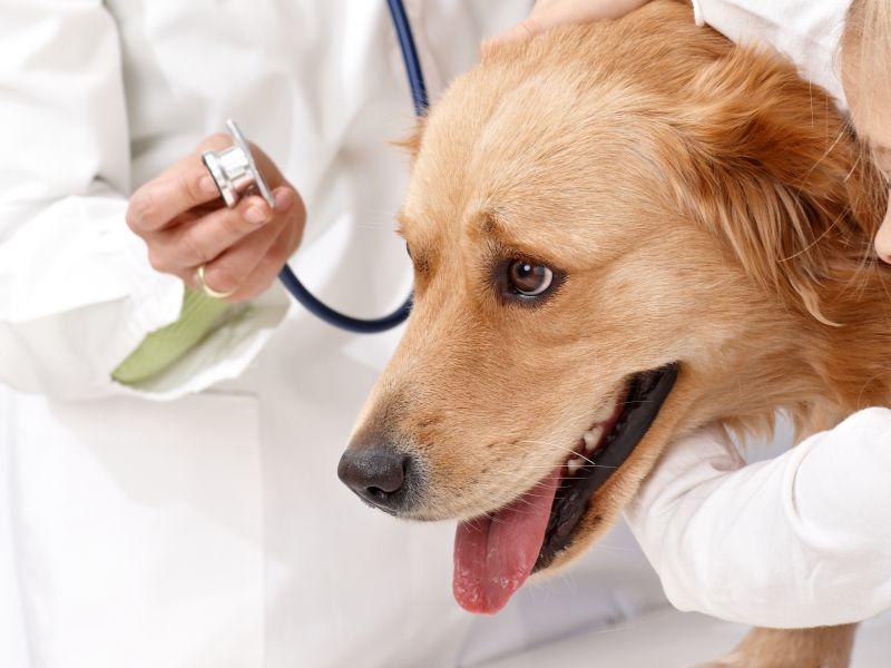 Hund mit Schilddrüsenunterfunktion Behandlung