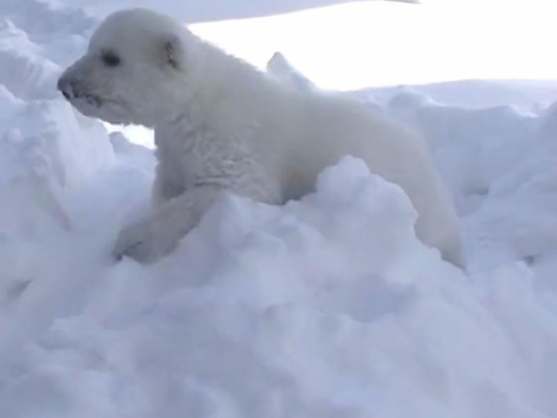 Susses Eisbarenbaby Tobt Zum Ersten Mal Im Schnee