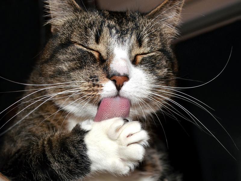 Auslöser Für Katzenschnupfen