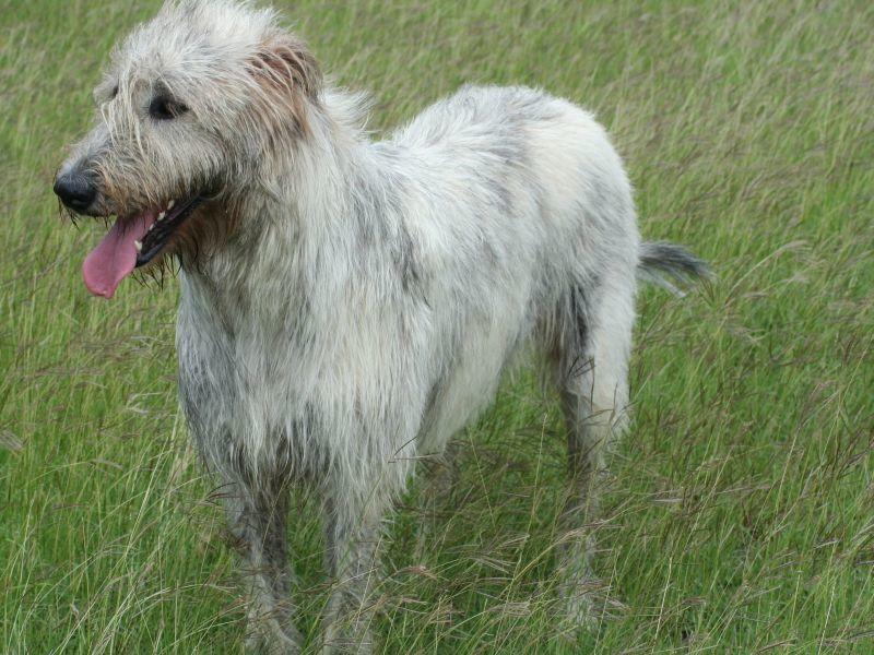 Irische Wolfshunde Charakter der sanften Riesen