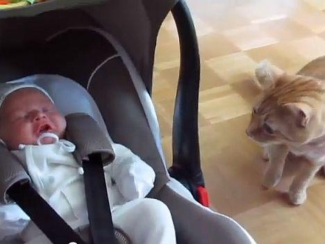 Erste Begegnungen zwischen Katzen und Babys