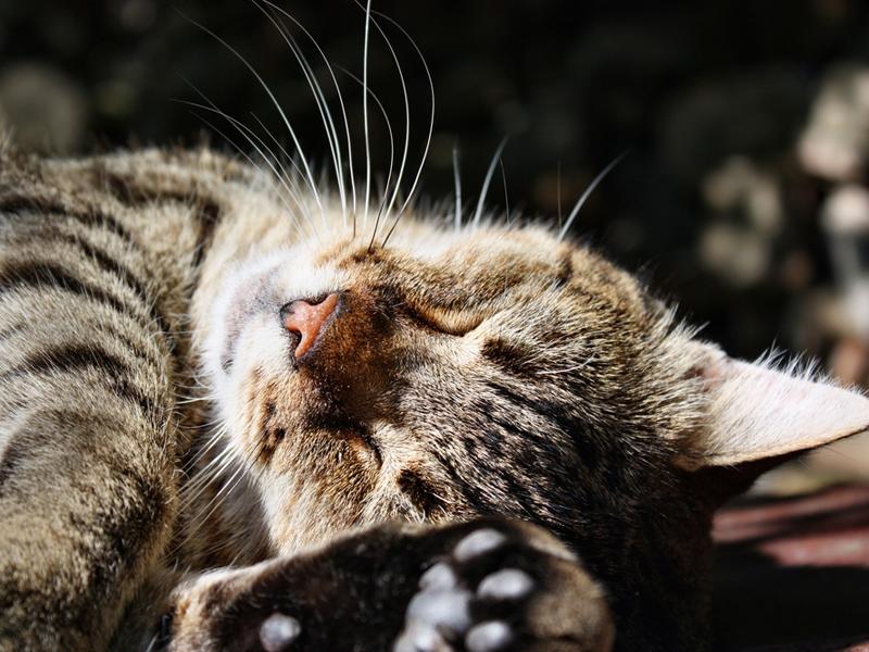 Wenn die Katze schnurrt Bedeutung