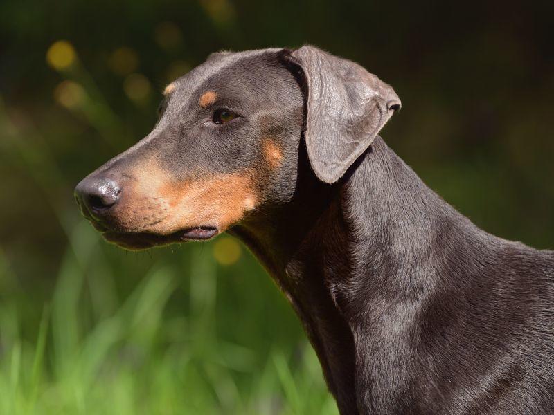 Der Dobermann Ein stolzer Wach und Familienhund