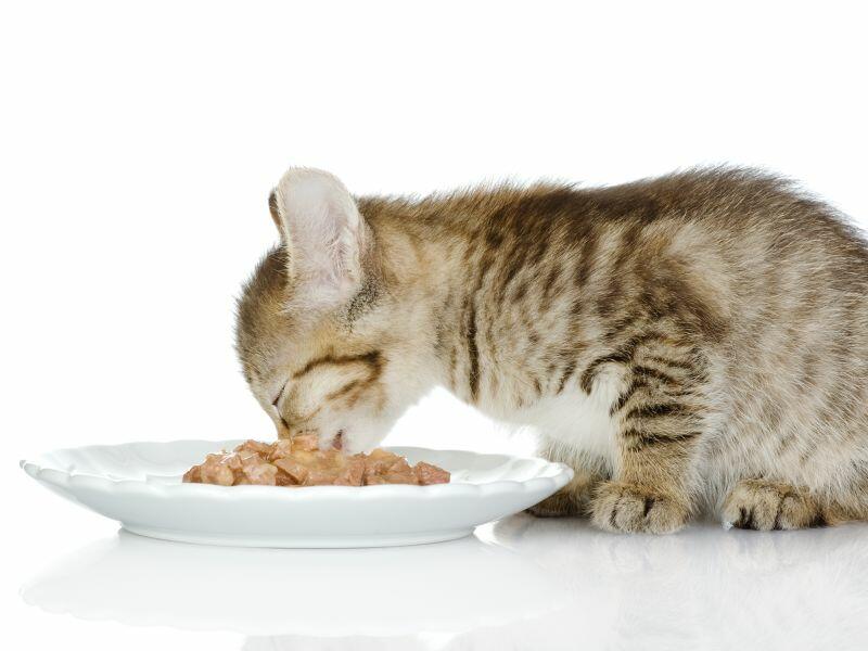 Ist Es Schädlich Wenn Eine Gesunde Katze Nierendiätfutter Frisst Gesunde Ernährung für junge Katzen