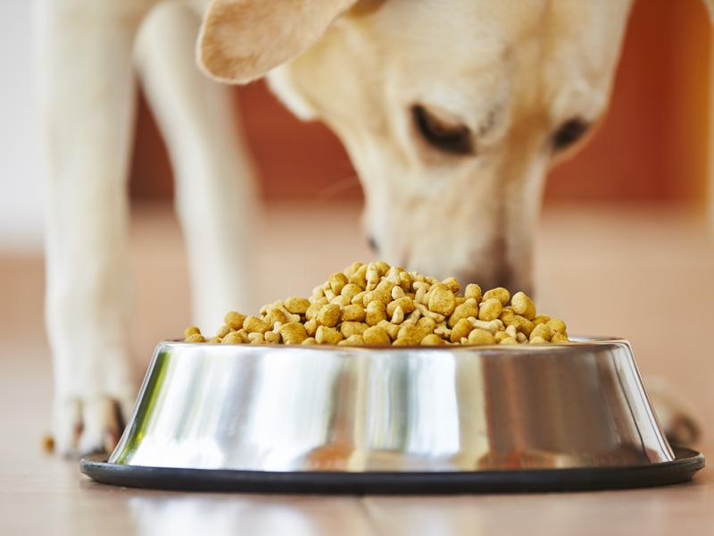 Getreidefreies Hundefutter Tipps zum Kauf