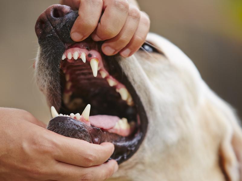 So Erkennen Sie Zahnstein Bei Hunden