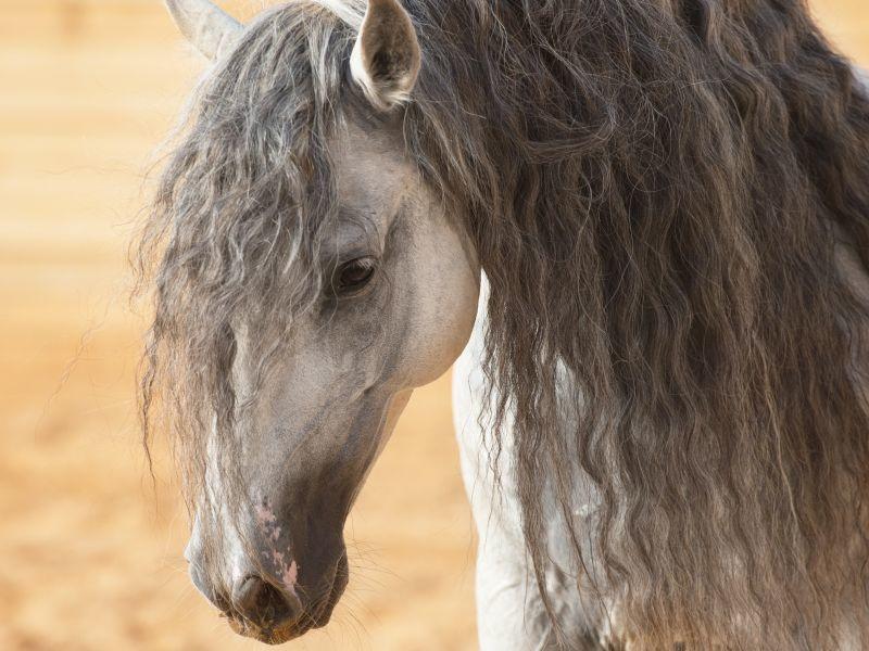 Der Andalusier: Wunderschönes Pferd aus Spanien