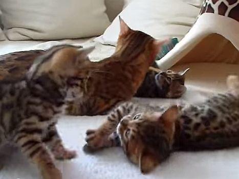 Spielspaß mit ein paar Bengal-Kitten