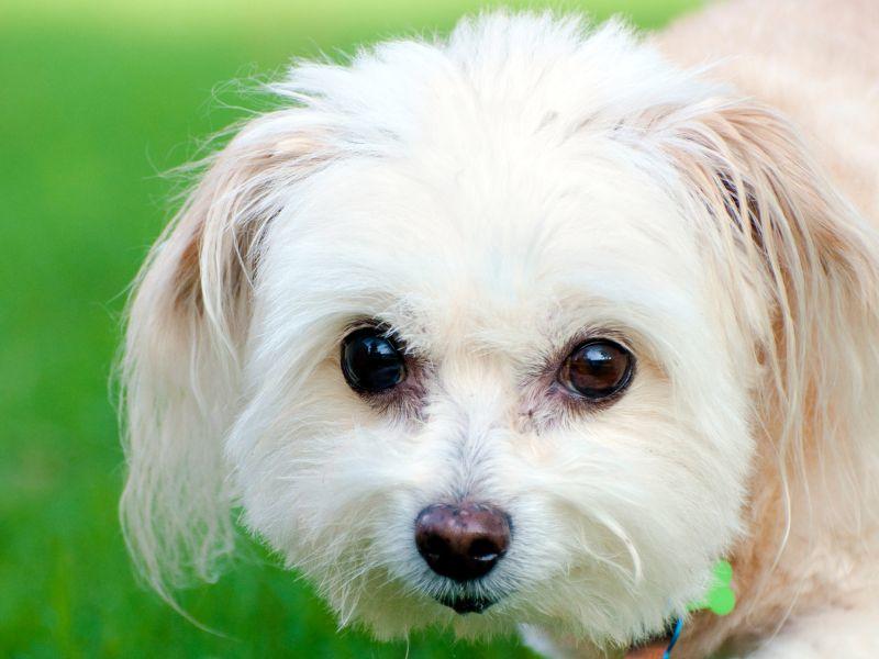 Was ist eigentlich ein Maltipoo?